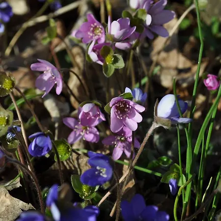 Semesterbostad Verde